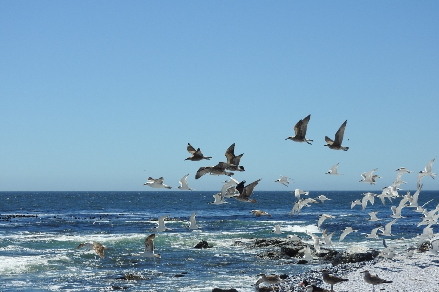 0 Bedroom Property for Sale in Shelley Point Western Cape